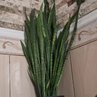 گل سانسوریا|گل و گیاه طبیعی|بندر کنگان, |دیوار