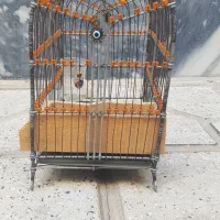قفس|لوازم جانبی حیوانات|تهران, منیریه|دیوار