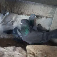 پرنده|پرنده|یزد, |دیوار