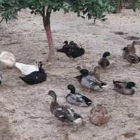 تخم اردک رشتی پروازی|حیوانات مزرعه|مرزیکلا, |دیوار