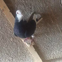 کبوتر شازده|پرنده|بافت, |دیوار