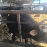 گاو|حیوانات مزرعه|پیشوا, |دیوار