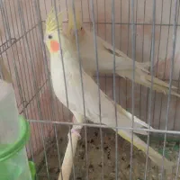 یجفت عروسی هلندی مولد تاجKing چشم شرابی