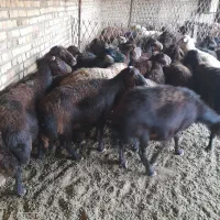 میش افشار ی|حیوانات مزرعه|رضویه, |دیوار