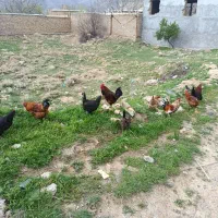 خروس|حیوانات مزرعه|زالیان, |دیوار