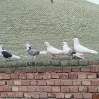 کبوتر|پرنده|ماکو, |دیوار