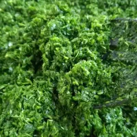 ترش واش چرخ شده وسبزی خوردشده|حراج|لنگرود, |دیوار