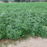 فروش یونجه سبز