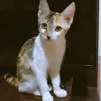 واگذاری بچه گربه ۴ ماهه کالیکو|گربه|گرمسار, |دیوار