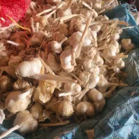 سیر درجه یک