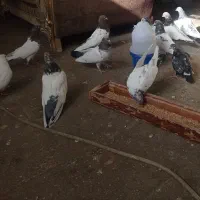 کبوتر|پرنده|رزن, |دیوار