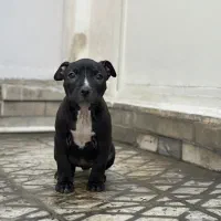 سگ اصیل از نژاد|سگ|دورود, |دیوار