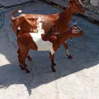 بز صلاله سر گوش فول با گیسه ماده