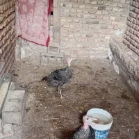 دوعدد بوقلمون هردوباهم سه میلیون دویست