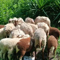 ۸راس گوسفند زل اصیل بابره