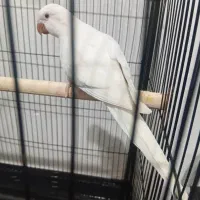 طوطی راهب آلبینو رام رام|پرنده|تهران, شهرک دریا|دیوار