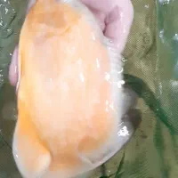 اسکار مولد جفت نخورده