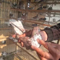 کفتر زیبا و پرشی|پرنده|تهران, دبستان|دیوار