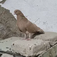 کبوتر|پرنده|جزنیک, |دیوار