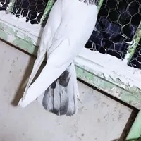 نر کله ای اصیل و جوجه  ب شرط|پرنده|آسارا, |دیوار