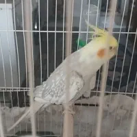 عروس هلندی ماده
