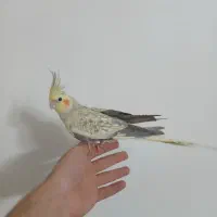 خرید و فروش پرنده