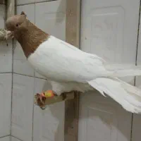 کبوتر کله زرد ماده خوام