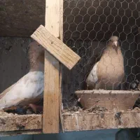 نداشتن وقت رسیدگی کم بود جا