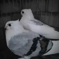 کبوتر بلژیکی اصیل|پرنده|کرج, کوی امامیه|دیوار