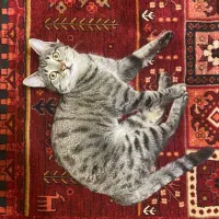 آگهی گم شده|حیوانات|تبریز, |دیوار