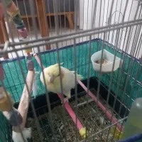 عروس هلندی نر زیبا