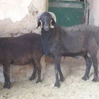 بره نرودماده چینی ۲قلو