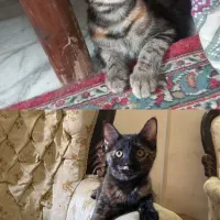 واگذاری دو عدد گربه ماده ۳ ماهه