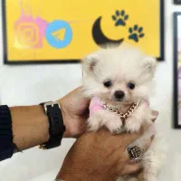 سگ جیبی پامرانین خرسی توی پودل فرفری شیتزو عروسکی