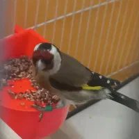 سهره نر عطیفه رخ اروپایط