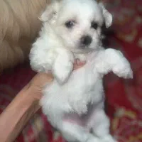 سگ پاکوتاه پدر مادر شناسنامه دار