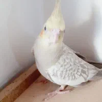 جوجه عروس هلندی  یک ماه تازه دون خور شدن