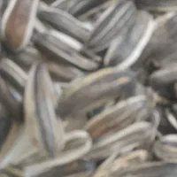 تخمه سنقر بذری یک یک