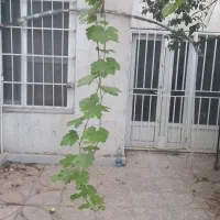 ملک ویلایی اداری بر اصلی فرهنگیان فازدو|اجارهٔ خانه و ویلا|کرمانشاه, |دیوار