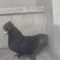 کفتر بهبهونی، بزک، سبز، سیاه، کله سرخ|پرنده|شیراز, تندگویان|دیوار