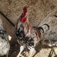 فروش خروس گلین اصل|حیوانات مزرعه|ابریشم, |دیوار