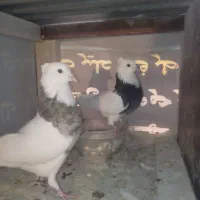 کبوتر خوشرنگ و طوقی و دوکت و دمسفید(نقش و پرشی)|پرنده|فولادشهر, C4|دیوار
