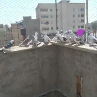 کبوتر