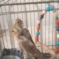 عروس هلندی با جوجه ها