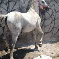 اسب کردخالص مناسب سواری