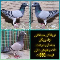 کفتر پلاکی، رنگی، مسافتی|پرنده|یزد, |دیوار