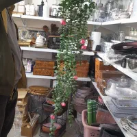 شمشاد|گل مصنوعی|تبریز, |دیوار