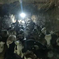 میش وبز به صورت نقد