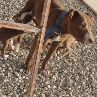 پیتبول ماده جوان خوشکل و خون خالص