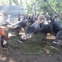 بوقلمون چاپنیز فونیکس